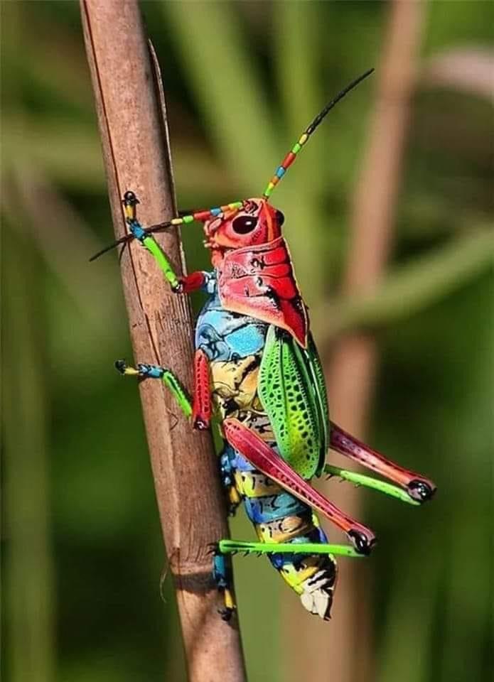 Chapulin Alebrije