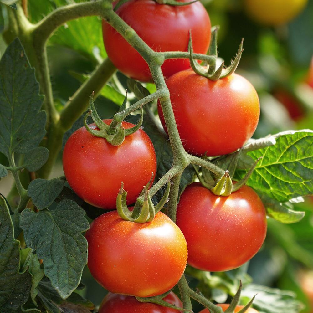 Il est interdit à ces personnes de manger des tomates 🍅.