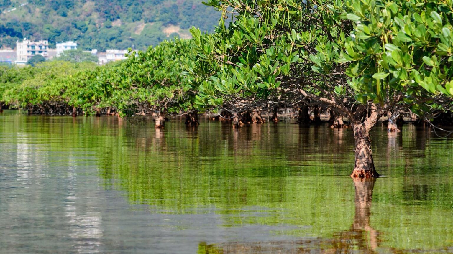 Le Succ s De L exp rience De Culture De La Mangrove Sur La C te Le Succ s De L exp rience De Culture De La Mangrove Sur La C te