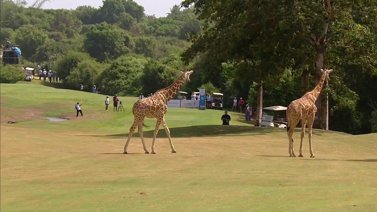 Deux girafes prennent d’assaut un tournoi de golf, choquant les fans…