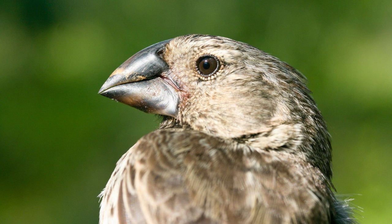 Les oiseaux liés à la théorie de l’évolution de Darwin réintroduits aux îles Galápagos…