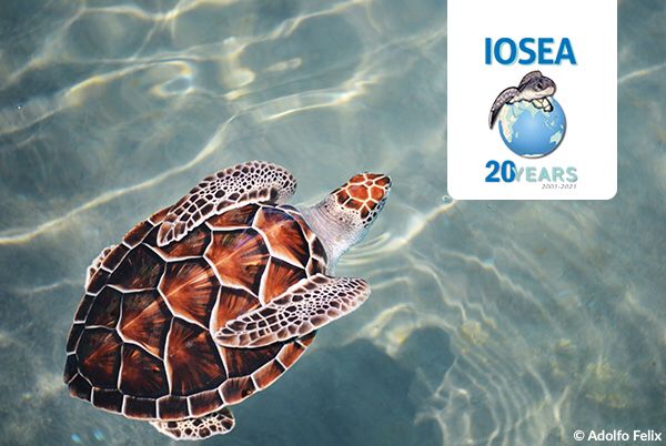 Le Koweït rejoint l’accord « IOSEA » pour préserver les tortues marines et la faune…