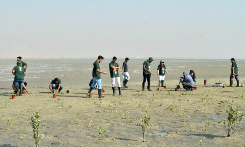 Plantation d’un millier de plants de mangrove dans la réserve de Jahra…